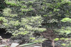 Lithocarpus pachyphyllus